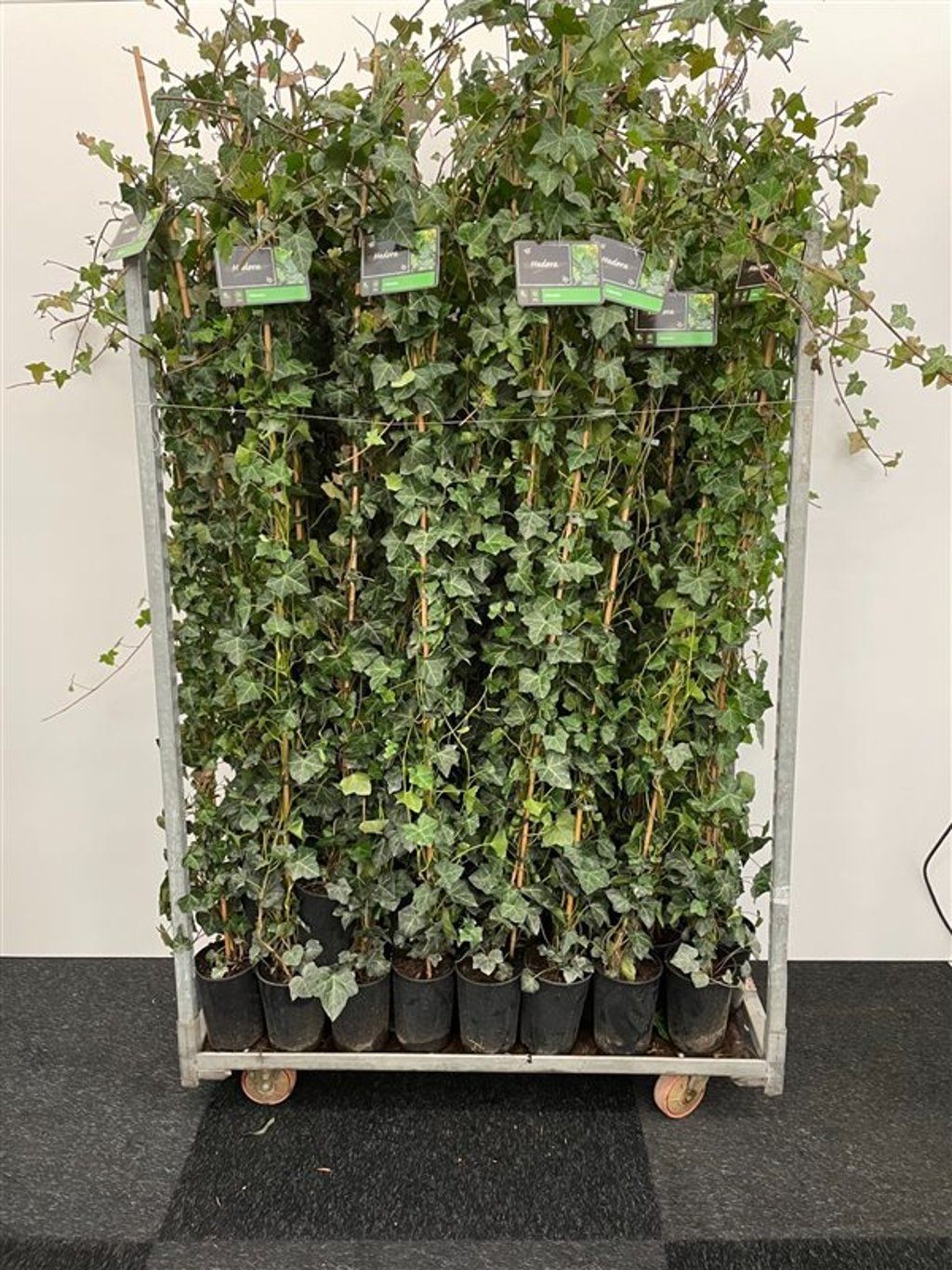 Hedera hibernica - C2 175-200 CM Stick